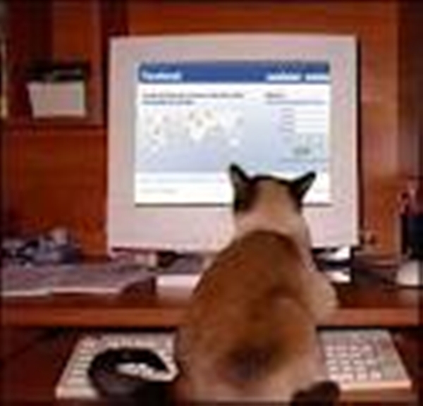 The Craziness Due To Facebook