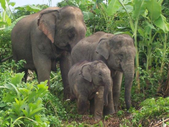 Boon Lott's Elephant Sanctuary, Thailand
