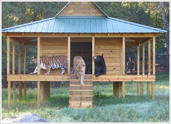 Noahs Ark, United States