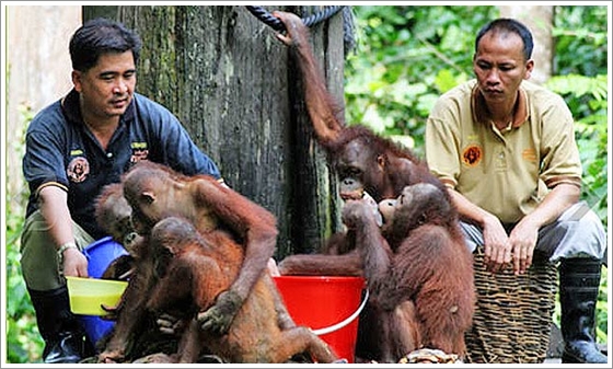 Sepilok Orangutan Sanctuary, Borneo