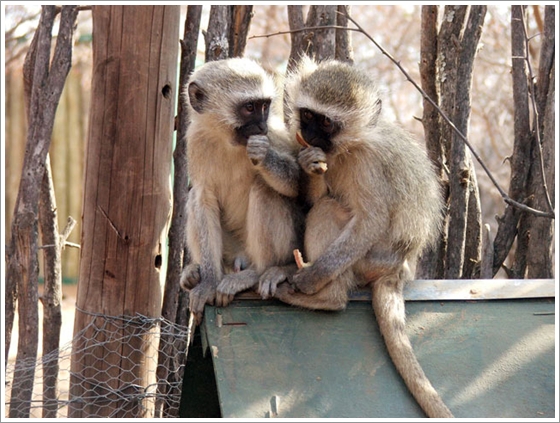 The Vervet Monkey Foundation, South Africa
