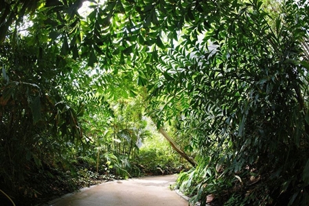 World's Largest Indoor Tropical Rainforest