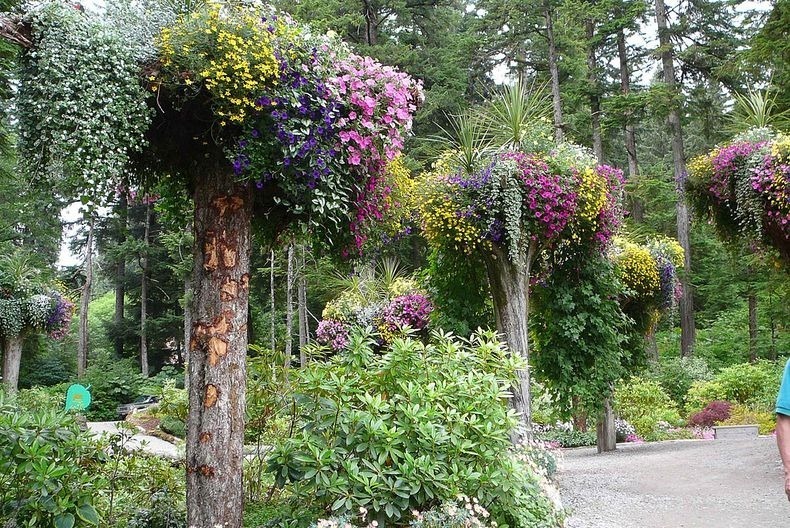 Visit The Upside Down Trees At Glacier Gardens In Alaska Teronga