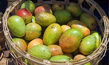 African Mango: World’s Most Powerful Weight Loss Ingredient