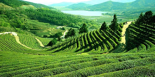 Visit Darjeeling: Queen of Natural Beauty in India