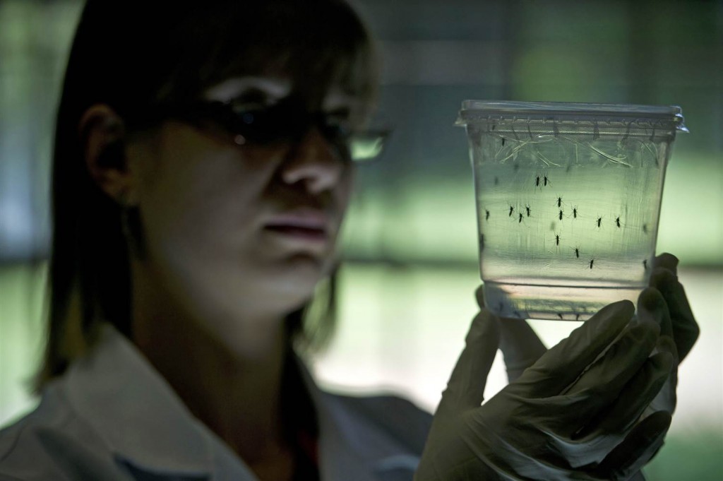 160114-zika-aedes-aegypti-mosquito-mn-1216_408557b99ee1619e962b167517a4cf07.nbcnews-ux-2880-1000