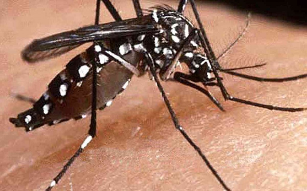An undated supplied photo released Jan. 28, 2009 of the mosquito Aedes aegypti which is behind the latest outbreak of dengue fever in north Queensland. The number of dengue fever cases in north Queensland has exceeded 200, and authorities say the public's response will determine how much further it goes. (AAP Image/Queensland Health) NO ARCHIVING, EDITORIAL USE ONLY