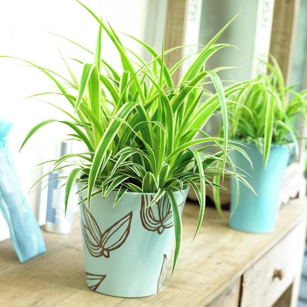 Chlorophytum comosum Ocean