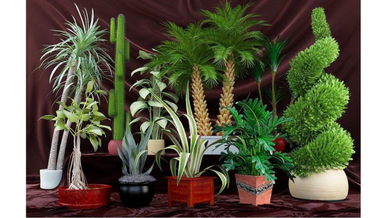 love your spider plants